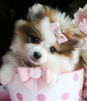 Teacup Pomeranian for Adoption | Teacup Pomeranian