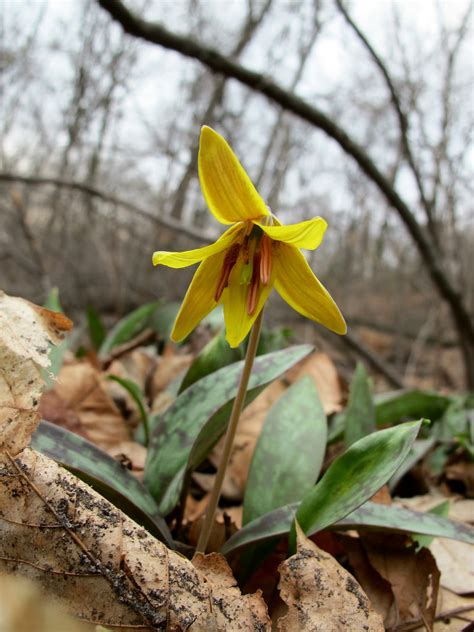 Photo #56351 | Erythronium americanum | plant lust