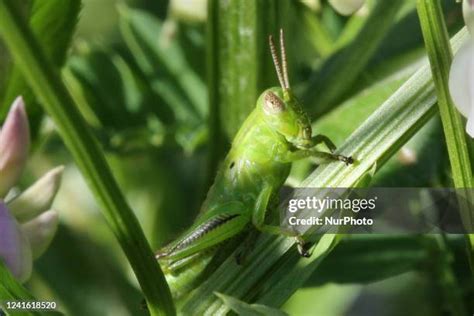 520 Grasshopper Nymph Stock Photos, High-Res Pictures, and Images - Getty Images