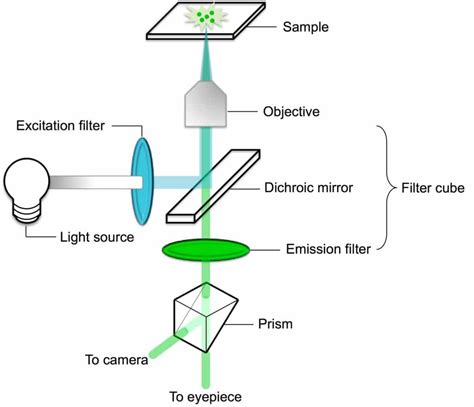 Fluorescence Microscopy - the Magic of Fluorophores and Filters - Bitesize Bio