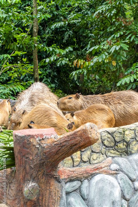 The capybara or greater capybara is a giant cavy rodent native to South America. It is the ...