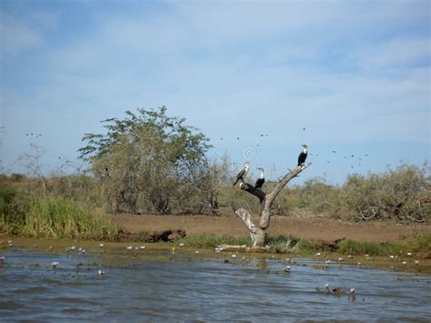 River Delta Birds stock image. Image of breeding, senegal - 87588797