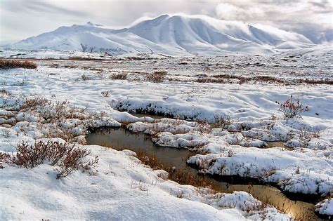 Arctic Tundra Fall