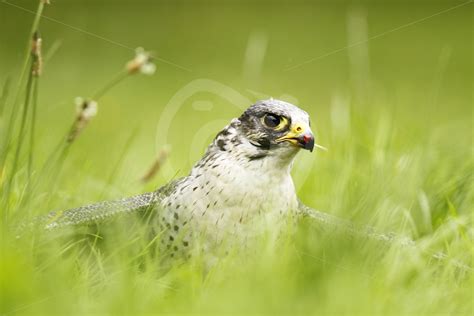 Peregrine falcon protecting its prey - Nature Stock Photo Agency