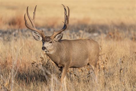 Wyoming Mule Deer Hunting | QRS Ourdoor Specialties