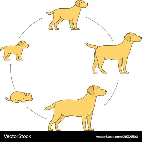 Round stages dog growth set from puppy to Vector Image