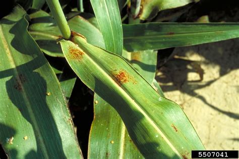 wheat leaf rust (Puccinia recondita)