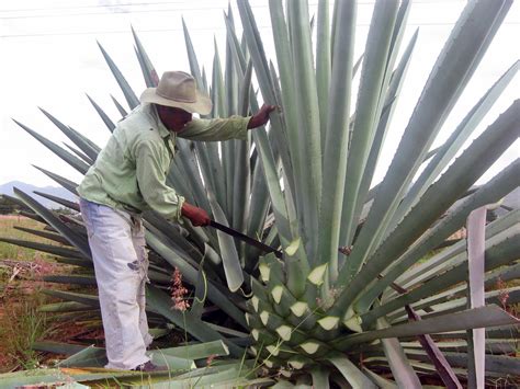 Maguey and Prickly-Pear Cactus Plants