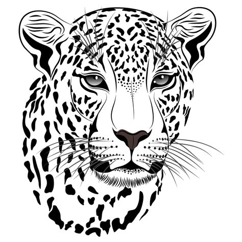 Leopard clipart leopard face, Picture #2909724 leopard clipart leopard face