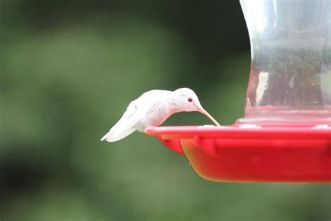 Rare albino Hummingbird : Damnthatsinteresting