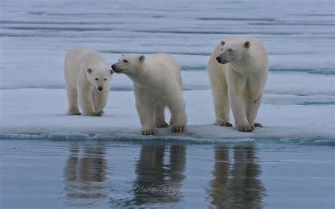 Female polar bear with twin cubs on the pack ice along Spitsbergen ...