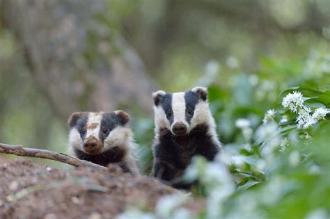 What Do Badgers Eat? (Diet & Facts)