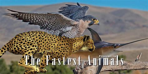 The fastest animals – on land, in water and in the air | DinoAnimals.com