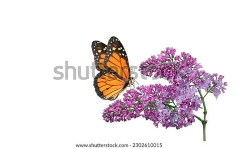 107,338 Monarch Butterfly Flowers Images, Stock Photos, 3D objects ...