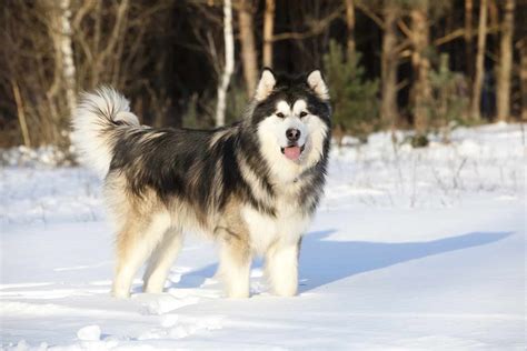 300+ of the Best Alaskan Dog Names You Should Consider - K9 Web