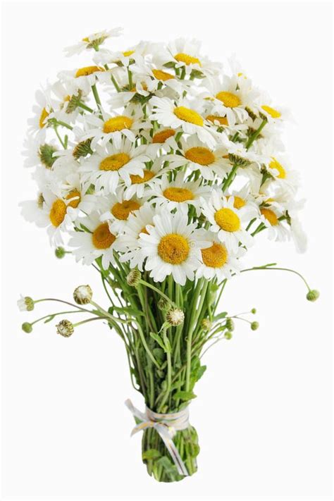 Bouquet of daisies stock photo. Image of group, love - 39748936