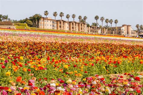 The Carlsbad Flower Fields: Everything You Need to Know About Visiting ...