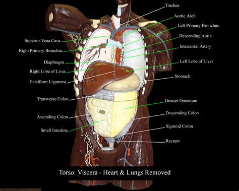 Anatomy Of Torso Diagram