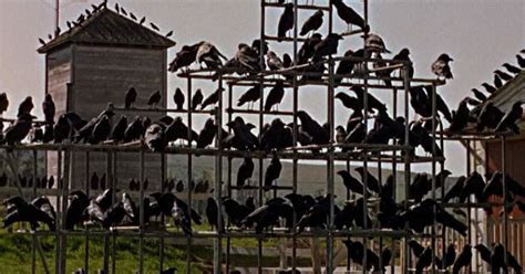 A Masterclass in Horror: Alfred Hitchcock’s "The Birds" on Notebook | MUBI