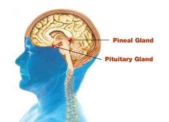 What is the difference between the pituitary gland and the pineal gland? — Brain Stuff