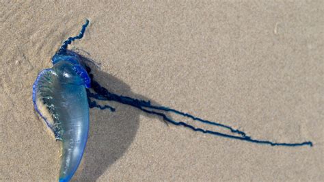 Where Are Blue Bottle Jellyfish Found In Australia – Best Pictures and ...