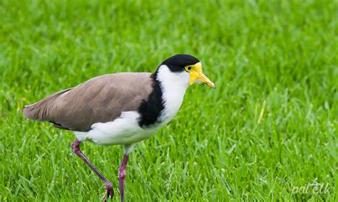 Masked Lapwing - Wildlife Den - South African And Australian Wildlife ...