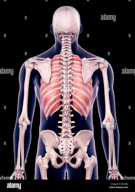 Illustration of the outer intercostals muscles Stock Photo - Alamy