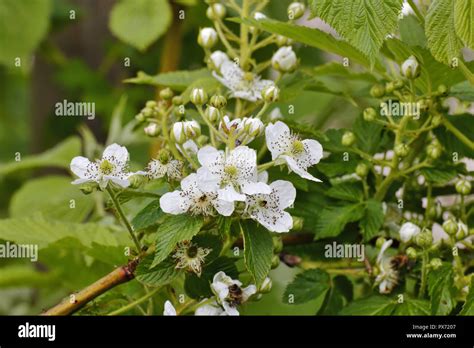 Flowers of the blackberry, Rubus fruticosus, Bavaria, Germany, Europe ...