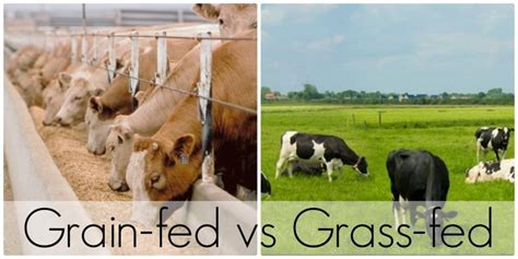 The Complete Story Behind Grass-Fed Milk - Good Life Nutrition House