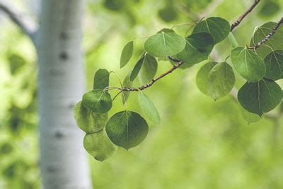 Aspen Tree Types - Information About Aspen Trees Varieties