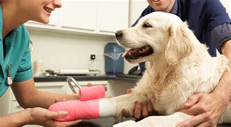 Pet Orthopedic Surgery Near Me 83350 - Rupert Animal Clinic