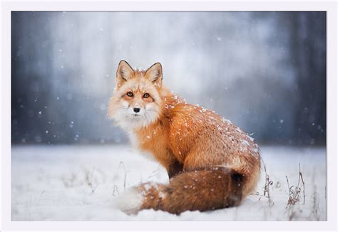 Red Fox in Snow - Lantern Press Photography (36x24 Giclee Art Print ...