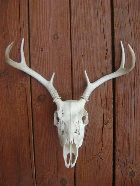 17 Best images about deer skull decor on Pinterest | Deer, Left over ...