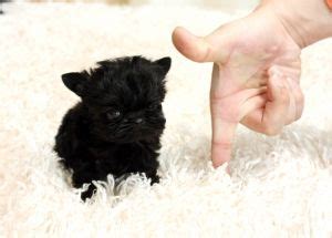 Aww. Black Teacup Yorkie Teacup Yorkie, Aww, Puppies, Doggies, Animals, Black, Little Puppies ...