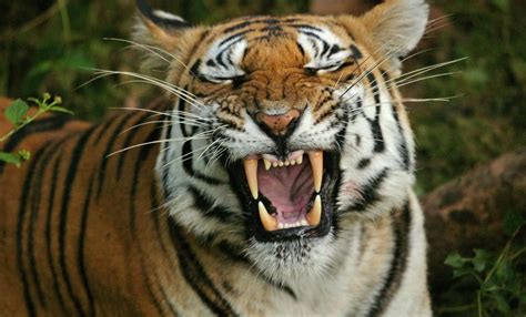 International Tiger Day 2021: 7 Pictures That Prove Tigers Belong In the Wild And Not In ...