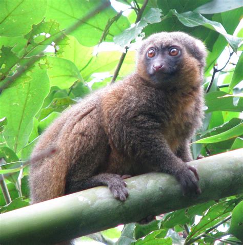 Golden Bamboo Lemur | Creatures of the World Wikia | Fandom