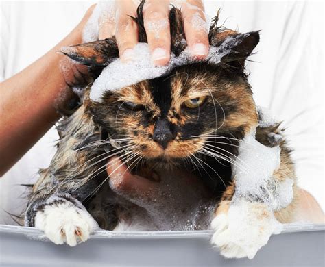 Bañar un gato en casa