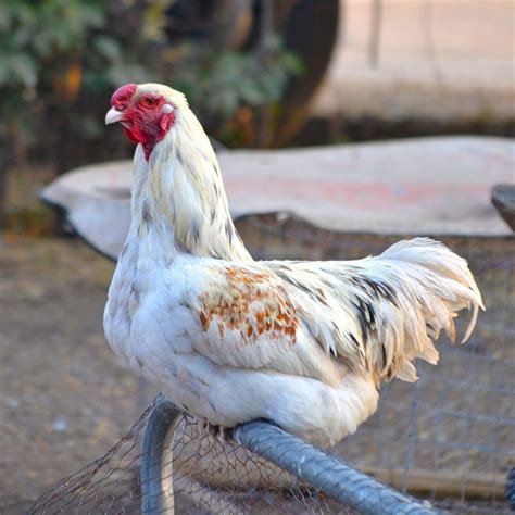 Malay Chicken Breed Info - Chicken & Chicks Info