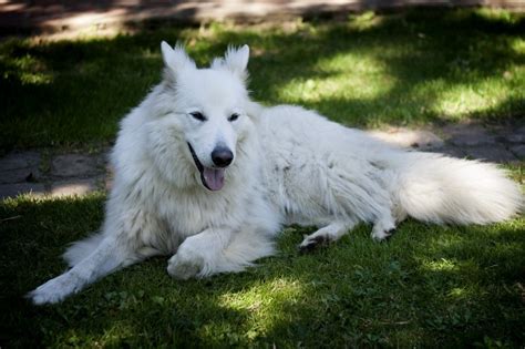 White German Shepherd – Info, Pictures, Facts, And Care