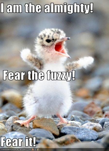 Fear the fuzzy!! | Funny animals, Cute animals, Funny animal pictures