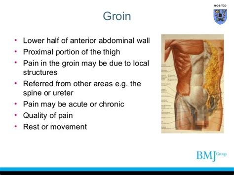 Diagram Of Male Groin Area : Http Pdf Posterng Netkey At Download Index Php Module Get Pdf By Id ...