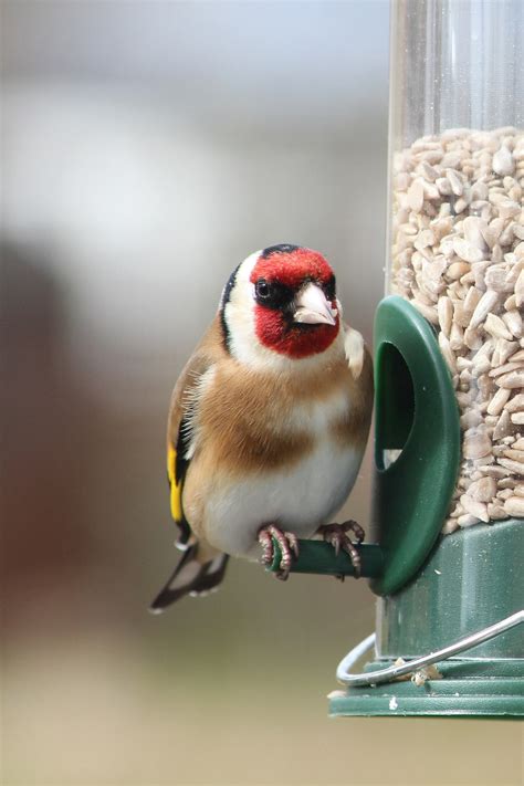 Study: Interest in Wild Bird Feeding Surged in 115 Countries during ...