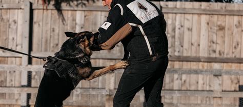 Personal Protection Training for Dogs, Family Dogs Training UK