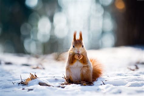 Cute Winter Animal Wallpapers - Top Free Cute Winter Animal Backgrounds - WallpaperAccess