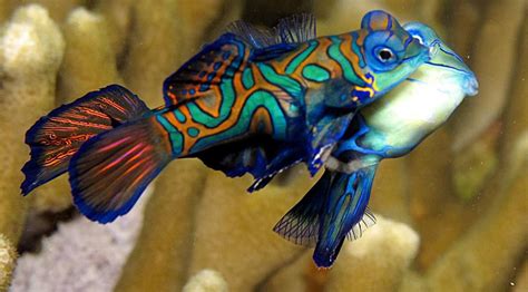 Top 10 Facts About Mandarin Goby