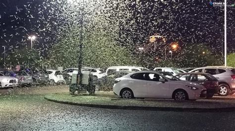 Giant Swarm of Grasshoppers Takes Over Las Vegas - The New York Times