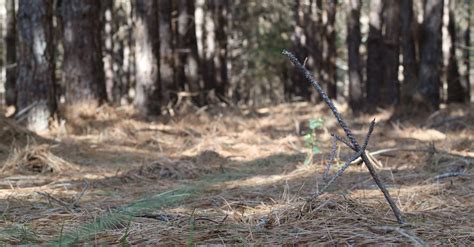 Free stock photo of footpath, forest path, forrest floor