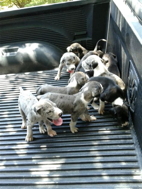 Great Dane Puppies For Sale | Plano, TX #228522 | Petzlover