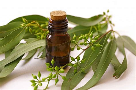 Eucalyptus oil - what is it good for - Health Tenfold