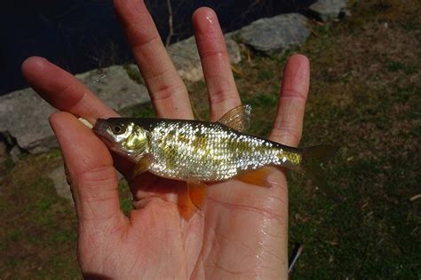 Golden Shiners: On Hook & Line - The Fisherman